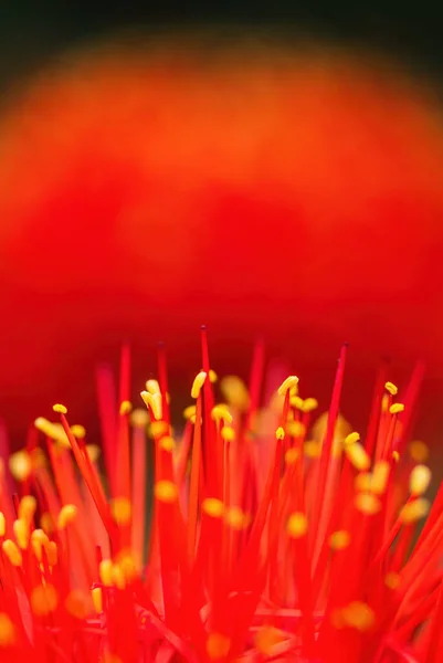 Tűzgolyó Lily Scadoxus Multiflorus Gyönyörű Vörös Virágzó Növény Afrikai Erdők — Stock Fotó