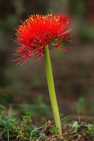 Feuerballlilie Scadoxus Multiflorus Schöne Rot Blühende Pflanze Aus Afrikanischen Wäldern — Stockfoto