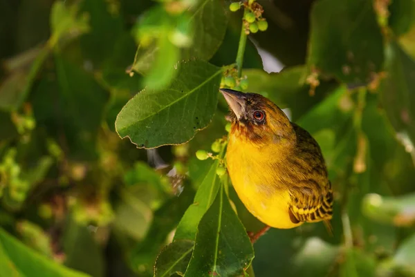 Vitelline Masked Weaver Ploceus Vitellinus Belo Pássaro Amarelo Poleiro Florestas — Fotografia de Stock