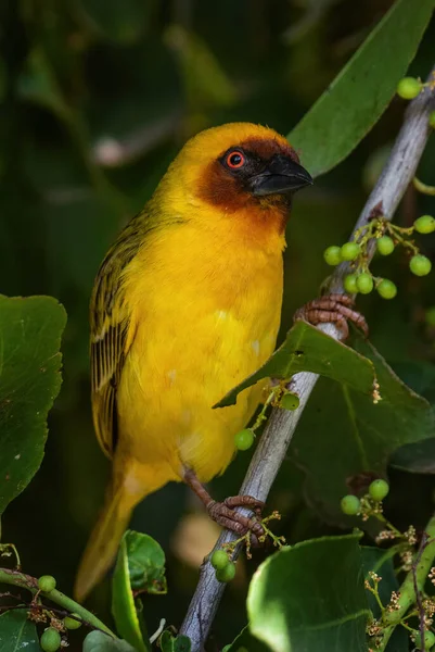 Vitelline Masked Weaver Ploceus Vitellinus Красива Жовта Пташка Африканських Лісів — стокове фото