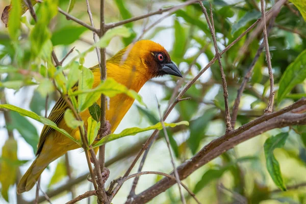 Vitelline Masked Weaver Ploceus Vitellinus Beautiful Yellow Perching Bird African — Stock Photo, Image