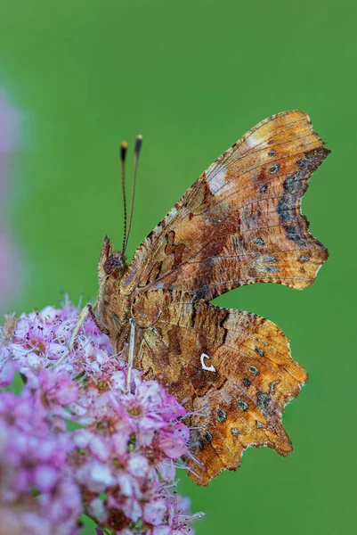 Comma Butterfly Polygonia Album Beautiful Brushfoot Butterfly European Fields Meadows — Stock Photo, Image