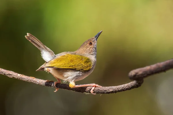 Зеленоспинные Камароптеры Camaroptera Brachyura Красивая Окунь Африканских Кустарников Лесов Озеро — стоковое фото