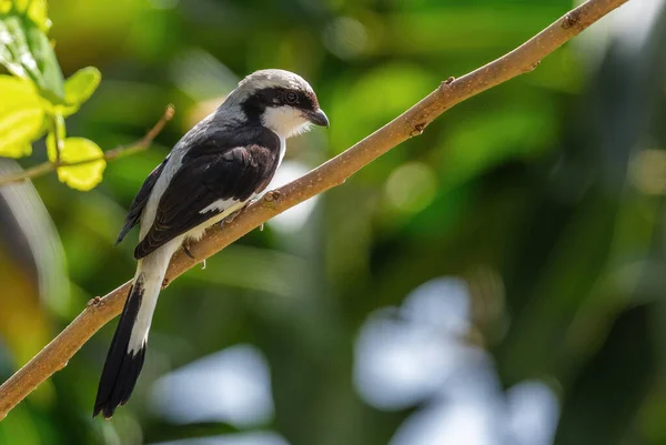 Grey Backed Φορολογικό Lanius Excubitoroides Όμορφο Μεγάλο Πουλί Κούρνιασμα Από — Φωτογραφία Αρχείου