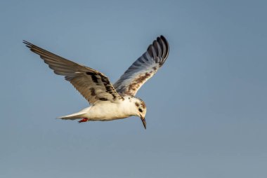 Beyaz kanatlı Black Tern - Chlidonias lökopterus, dünya çapında denizler ve tatlı sular, Ziway Gölü, Etiyopya.