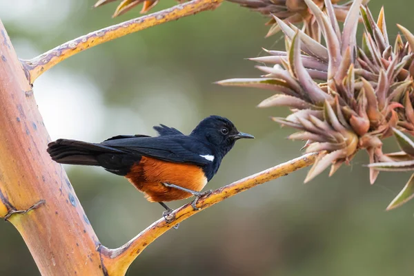 Mocking Cliff Chat Thamnolaea Cinnamomeiventris Beautiful Colored Perching Bird African — Stock Photo, Image