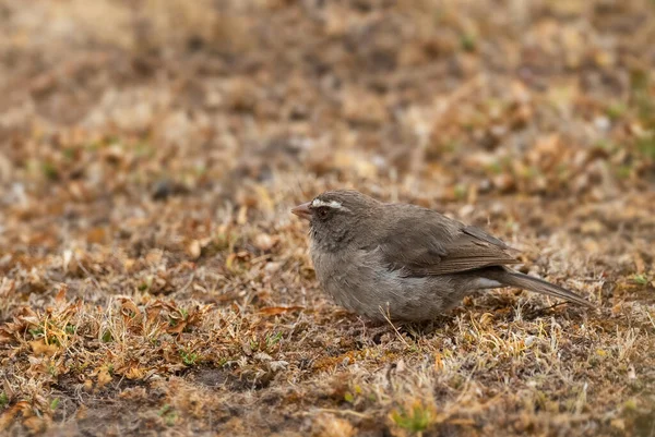 Gryzoń Brunatny Crithagra Tristriata Piękny Ptak Okoniowy Afrykańskich Krzewów Lasów — Zdjęcie stockowe