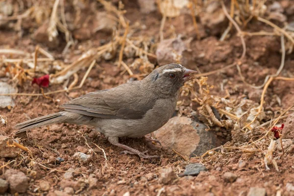 Brun Rumped Seedeater Crithagra Tristriata Vacker Sittande Fågel Från Afrikanska — Stockfoto