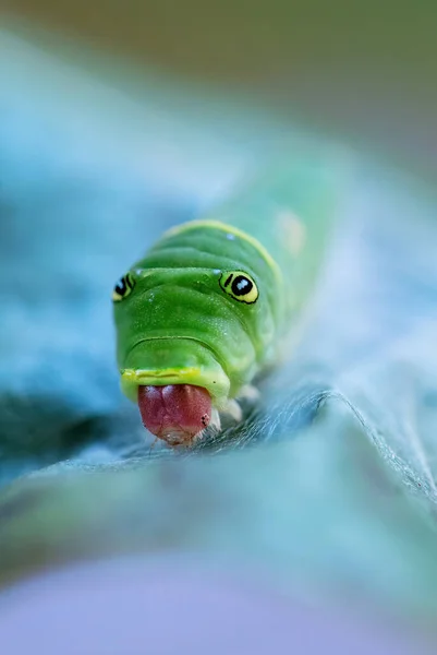 Oostelijke Tijgerstaart Papilio Glaucus Mooie Gekleurde Vlinder Uit Oost Amerika — Stockfoto