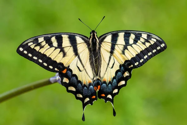 Östra Tiger Swallwtail Papilio Glaucus Vacker Färgad Fjäril Från Östra — Stockfoto