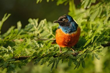 Muhteşem Starling - Lamprotornis superbus, Afrika ormanlarından ve çalılıklardan parlayan güzel sığırcık, Tsavo East, Kenya.