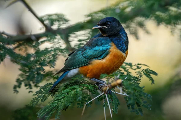 Superb Starling Lamprotornis Superbus Vacker Lysande Stjärna Från Afrikanska Skogar — Stockfoto