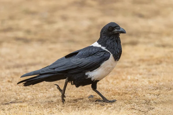 Голубая Ворона Corvus Albus Крупная Черно Белая Крона Африканских Лесов — стоковое фото
