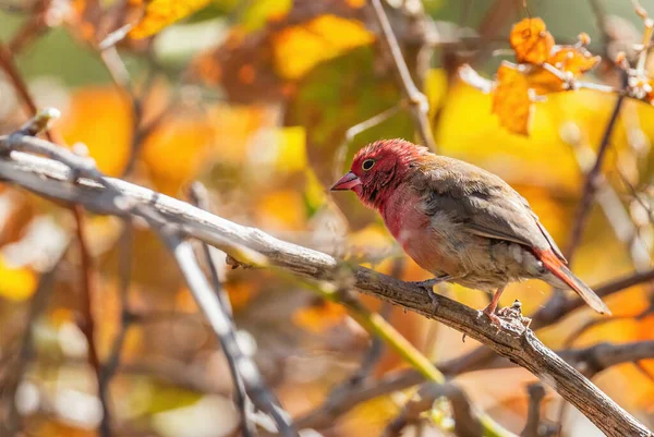 赤札付きフィレンチ ラゴノスティッタセネガラ アフリカの茂みや庭園 エチオピアからの美しい小さな赤い鳥 — ストック写真