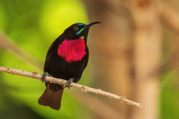 Kızıl Göğüslü Güneş Kuşu Chalcomitra Senegalensis Afrika Ormanlarından Bahçelerinden Güzel — Stok fotoğraf