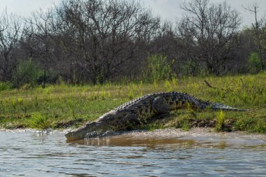 Nil Timsahı - Timsah niloticus, Afrika gölleri ve nehirlerinden büyük timsah, Nil Nehri, Murchison Şelalesi, Uganda.