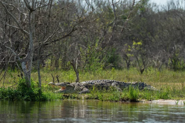 Nile Crocodile Crocodylus Niloticus Large Crocodile African Lakes Rivers Nile — Stock Photo, Image