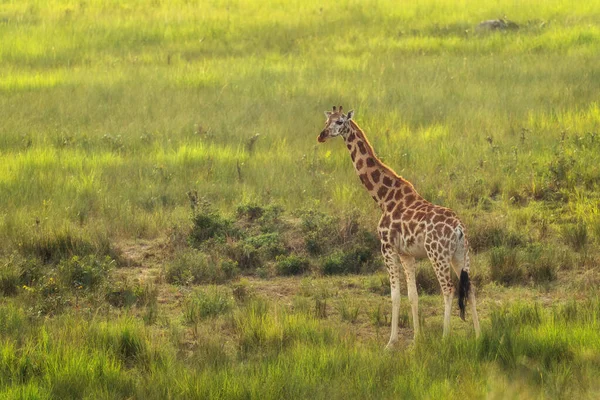 Giraffa Settentrionale Giraffa Camelopardalis Carino Membro Dei Big Five Africani — Foto Stock