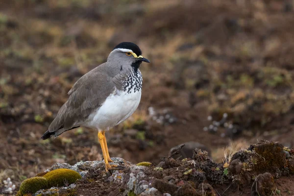 Lapwing Vanellus Melanocephalus Beatious Lapwing Endemic Ethiopian Highlands Bale Mountains — стокове фото