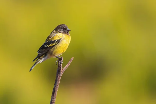 Abyssinian Siskin Serinus Nigriceps Liten Gulsittande Fågel Endemisk Till Etiopiens — Stockfoto