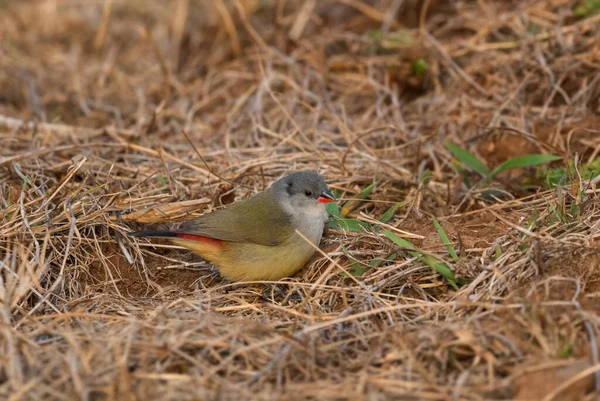 Geelbuikwaxbill Coccopygia Quartinia Prachtige Gekleurde Zittende Vogel Uit Afrikaanse Weiden — Stockfoto