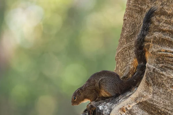Gambian Sun Squirrel Heliosciurus Gambianus Gyönyörű Félénk Emlős Afrikai Erdők — Stock Fotó