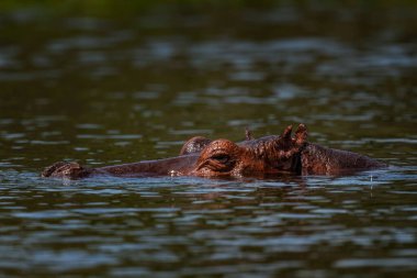 Hippopotamus - Hippopotamus amfibi, Afrika nehirleri ve göllerinden popüler büyük memeli, Murchison düşer, Uganda.