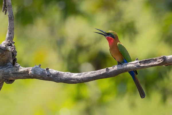 Red Throated Bee Eater Merops Bulocki Beautiful Colored Bird African — Stock Photo, Image