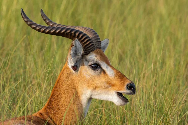 Uganda Kob Kobus Kob Thomasi Wunderschöne Kleine Antilope Aus Der — Stockfoto