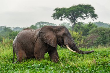 Afrika Bush Fili - Loxodonta africana, Afrika büyük beşlinin ikonik üyesi, Murchison düştü, Uganda.