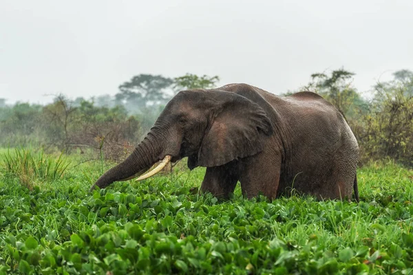 African Bush Elephant Loxodonta Africana Member African Big Five Murchison — 스톡 사진