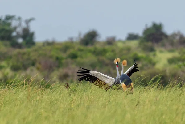 Grey Crowned Crane Balearica Regulorum Όμορφο Μεγάλο Πουλί Από Τις — Φωτογραφία Αρχείου