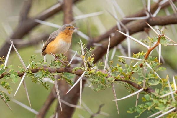 Northern Crombec Sylvietta Brachyura Όμορφο Χρωματιστό Warbler Από Αφρικανικά Δάση — Φωτογραφία Αρχείου