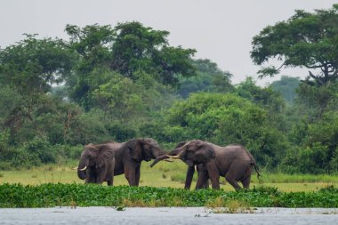 Afrika Bush Fili - Loxodonta africana, Afrika büyük beşlinin ikonik üyesi, Murchison düştü, Uganda.