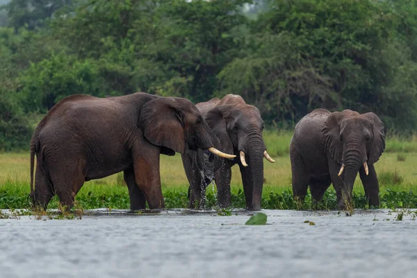 African Bush Elephant Loxodonta Africana Iconico Membro Dei Big Five — Foto Stock