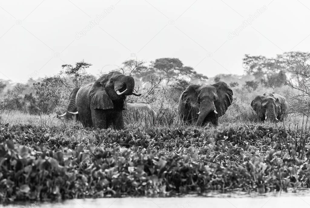 African Bush Elephant - Loxodonta africana, iconic member of African big five, Murchison falls, Uganda.