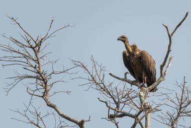Beyaz sırtlı Akbaba - Çingeneler afrikanus, Afrika çalıları ve savanlardaki büyük yırtıcı kuş, Murchison düşer, Uganda düşer.