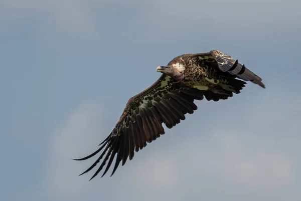白背秃鹫 White Backed Vulture Gyps Africanus Large Bird Prey African — 图库照片