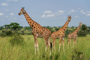 Kuzey Zürafa - Zürafa camelopardalis, Afrika büyük beşlinin şirin üyesi, Murchison düştü, Uganda düştü.