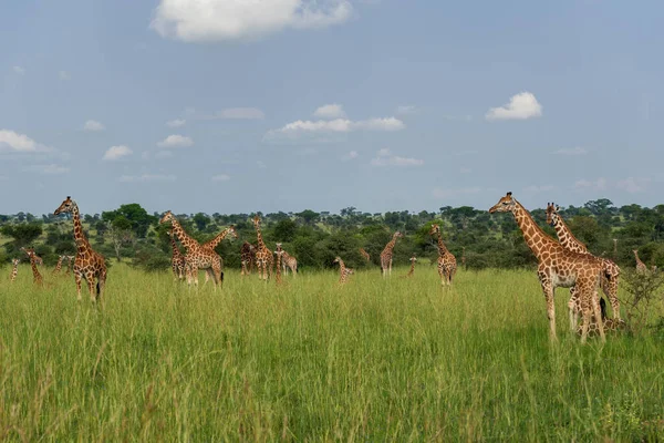 Northern Giraffa Giraffa Camelopardalis Cute Member African Big Five Murchison — стоковое фото