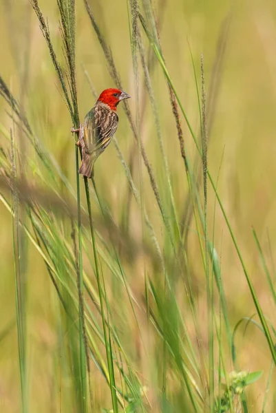 Red Headed Quelea Quelea Erythrops Beautiful Colored Weaver African Bushes — Stock Photo, Image