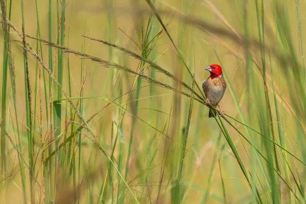 Quelea Ruiva Quelea Erythrops Lindo Tecelão Colorido Arbustos Africanos Savanas — Fotografia de Stock