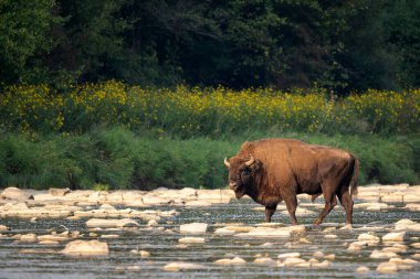 Avrupa Bizonu - Bizon bonasusu, Avrupa 'nın Kuzey ve Doğu Avrupa ormanlarına ve ormanlarına özgü tek ayak parmaklı büyük düzensizliği, Polonya.
