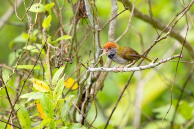 Koyu boyunlu Tailorbird - Ortomus atrogularis, Güney ve Güneydoğu Asya 'nın ormanlarına ve çalılıklarına özgü güzel, küçük tünemiş kuş, Vietnam.