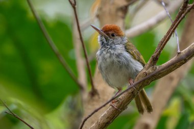 Koyu boyunlu Tailorbird - Ortomus atrogularis, Güney ve Güneydoğu Asya 'nın ormanlarına ve çalılıklarına özgü güzel, küçük tünemiş kuş, Vietnam.