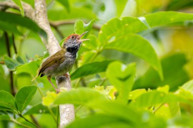 Koyu boyunlu Tailorbird - Ortomus atrogularis, Güney ve Güneydoğu Asya 'nın ormanlarına ve çalılıklarına özgü güzel, küçük tünemiş kuş, Vietnam.