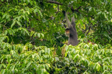 Kırmızı bıçaklı Douc Langur - Pygathrix nemaeus, güzel renkli primat Güneydoğu Asya 'nın tropik ormanlarına özgü endemik, Son Tra, Vietnam.