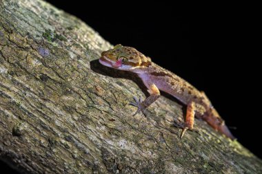 Cattien eğilmiş kertenkele - Cyrtodactylus kattiensis, Güneydoğu Asya ve Vietnam ormanlarına özgü güzel küçük kertenkele.