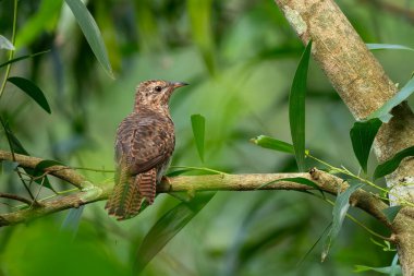 Acıklı Guguk Kuşu - Cacomantis merulinus, güzel renkli guguk kuşu, Güneydoğu Asya, Vietnam 'ın çalılıklarına ve ormanlarına özgü..