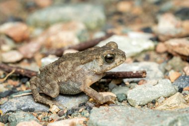 Asya kurbağası - Duttaphrynus melanostictus, Güneydoğu Asya ve Vietnam 'ın tatlı su ve bataklıklarına özgü büyük bir kurbağa..